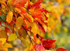 Image result for Fall Leaves Close Up