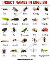Image result for Different Types of Insects