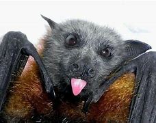 Image result for Bat Being Pinched