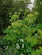 Image result for Angelica archangelica