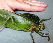 Image result for largest bugs ever discovered australian