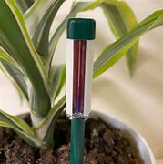 Image result for measure sticks for plant