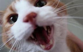 Image result for Meowing Sick Cat