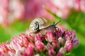 Image result for Escargot Coquillage