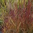 Miscanthus sinensis Purple Fall ® に対する画像結果