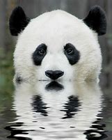 Image result for Panda Bear Animal
