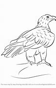 Image result for Wedge-tailed Eagle Outline