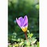 Image result for Crocus sieberi Tricolor