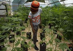 Image result for Swazi Marijuana Farmers