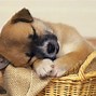 Image result for Funny Cute Puppies Sleeping