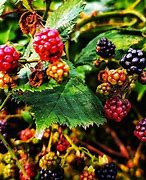 Image result for Fall Fruits
