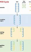 Image result for How PCR Works