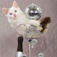 Image result for Cats Celebrating New Year's Eve