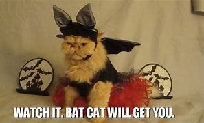 Image result for Cat with Bat Ears Meme