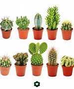 Image result for Different Cactus
