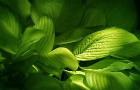 Image result for Green Leafs Lock Screen