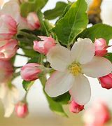 Image result for Honeycrisp Apple Tree