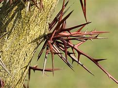 Image result for Plants with Sharp Thorns