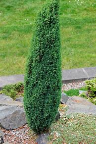 Image result for Juniperus communis Compressa