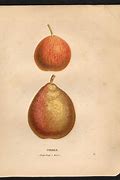 Image result for Pyrus communis Pomme-Poire