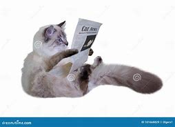 Image result for Cat Reading Paper