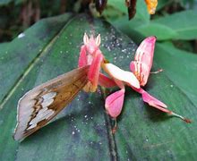 Image result for Chinese Orchid Mantis