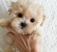 Image result for Girl Puppies