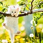 Image result for First Day of Spring Animals