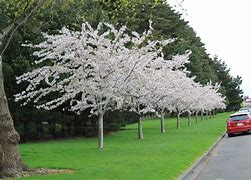 Image result for Prunus yedoensis