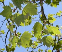 Image result for Platanus acerifolia Leivorm, voorgeleid 2 étages