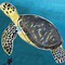 Image result for Hawksbill Sea Turtle Drawing