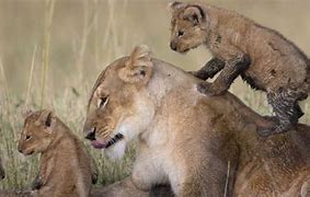 Image result for Kenya and Lion Poisoning