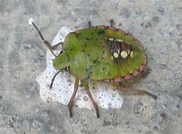 Image result for "southern-green-stink-bug"