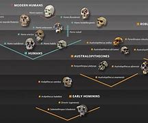 Image result for Hominid Evolution Timeline
