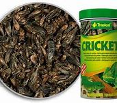Image result for Tropical Crickets with the Hands