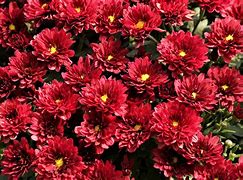 Image result for Flowers in Arizona Gilbert