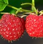 Image result for Bedell Raspberry