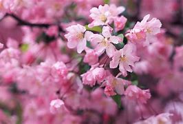 Cherry blossom 的图像结果