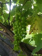 Image result for Grape Vine Canopy