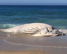 Image result for Albino Whale Beached
