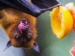 Image result for Fruit Bat Animal
