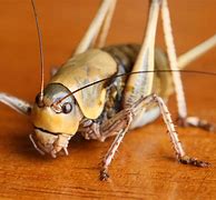 Image result for Baseement Crickets Infestion