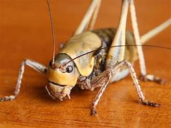 Image result for Pics of the Cricket Infestation
