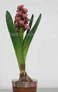 Image result for Hyacinthus Eros