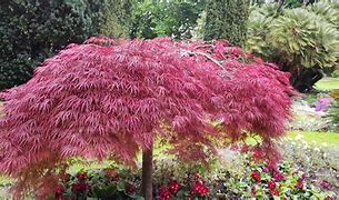 Image result for Miniature Maple Tree