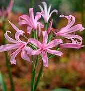 Image result for Nerine bowdenii Lipstick