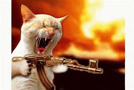 Image result for Cat Shooting Meme
