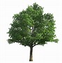Image result for Transparent Oak Tree