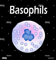 Image result for Basophil
