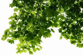 Image result for Apple Tree Leaf with White Background